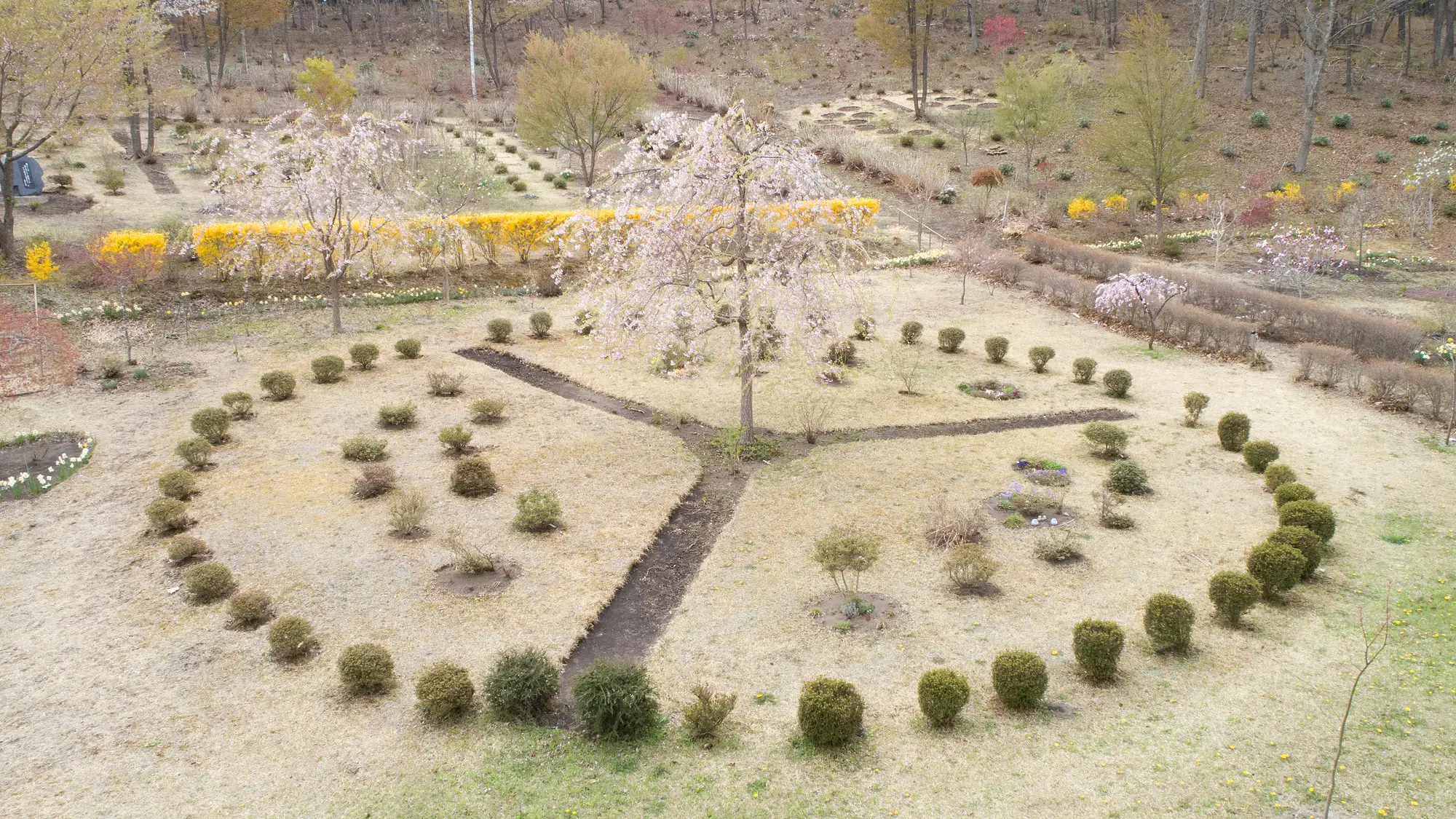 上空から見た円形の区画と、満開の枝垂れ桜