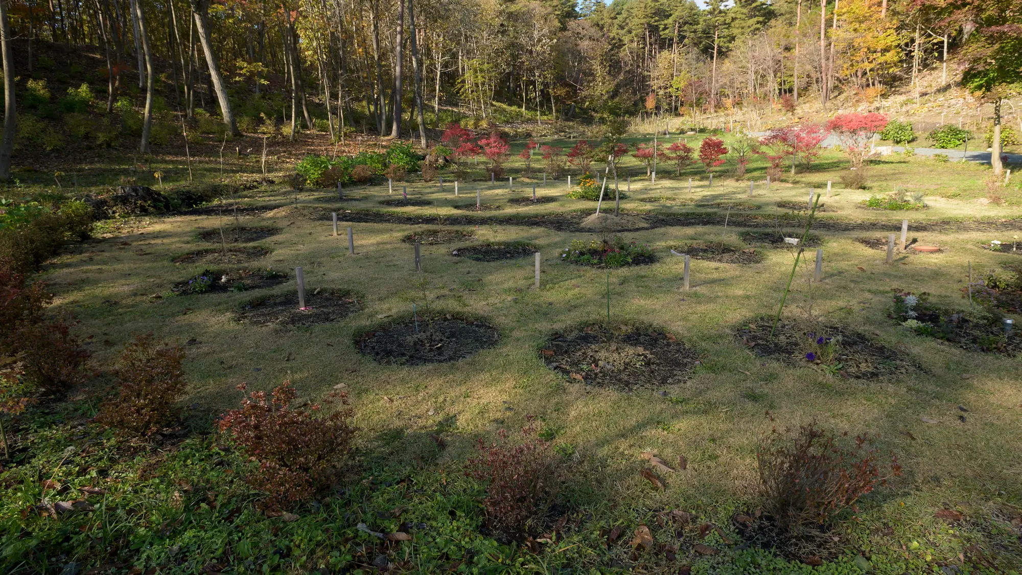 苗木が植えられた植樹葬墓地の区画