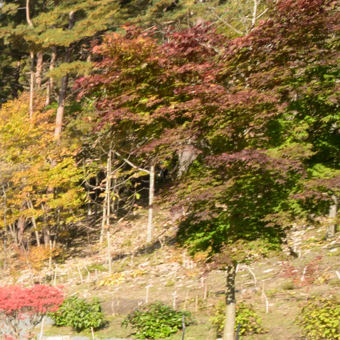 紅葉した木々