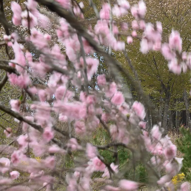 満開の桜