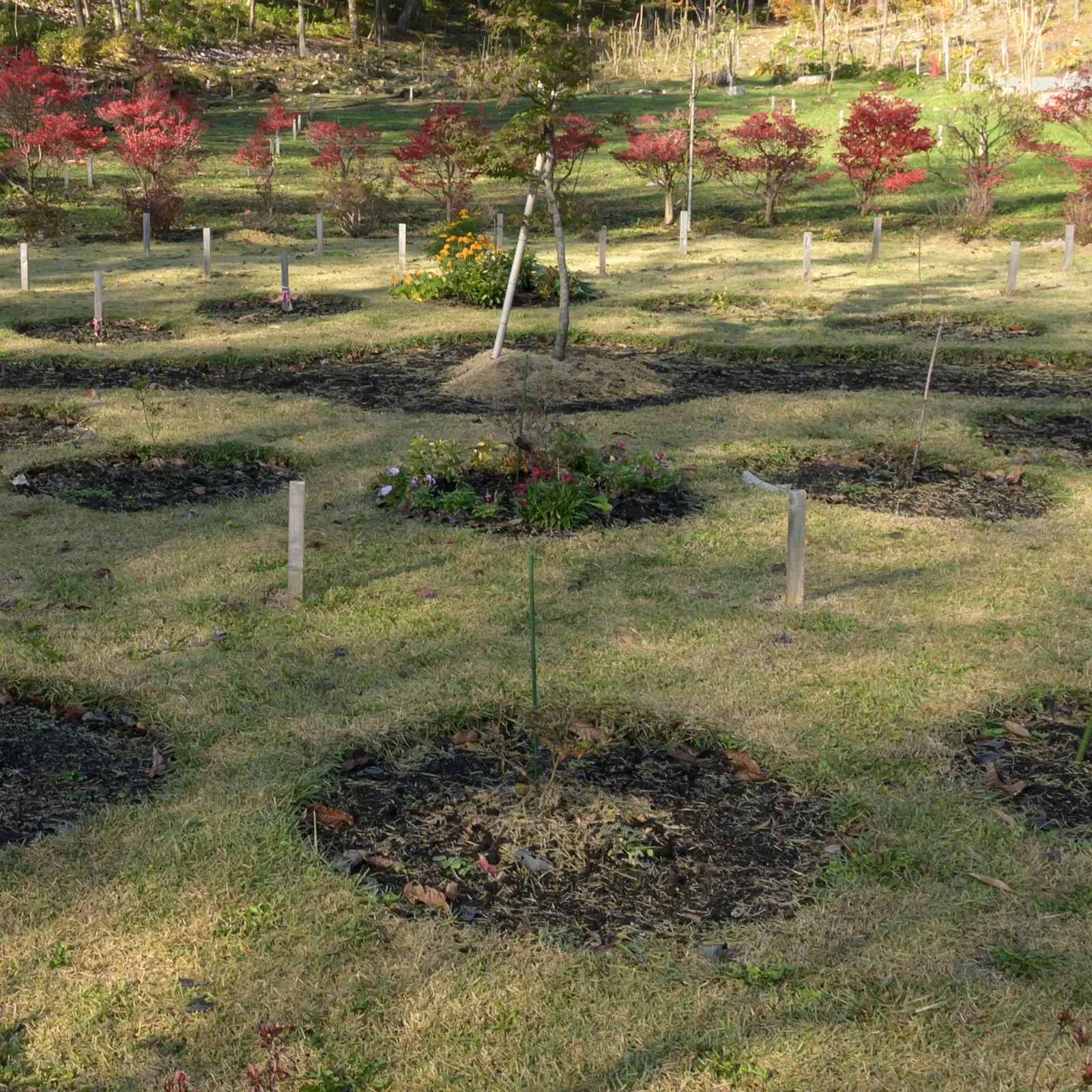 植樹された若い花木の苗木